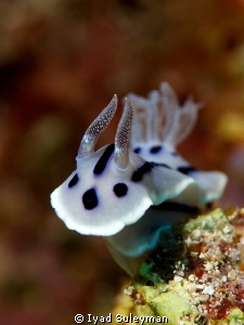 Nudibranch (Chromodoris willani) by Iyad Suleyman 